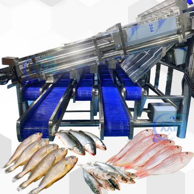 China Large Yield Sardine Sizing Machine With 12 Roller Automatic Sardine Grading Line en venta