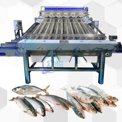 Chine Bon prix Chine Saury machine à trier jaune Croaker machine à trier la sardine à vendre