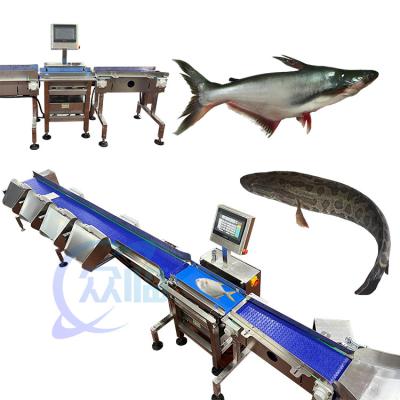 China Anti Corrosion Fish Weight Grader Automatic Fish Weight Sorter for sale