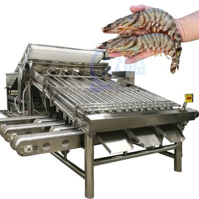 中国 Efficient fish processing and sorting machine Fish size and specification screening machine 販売のため