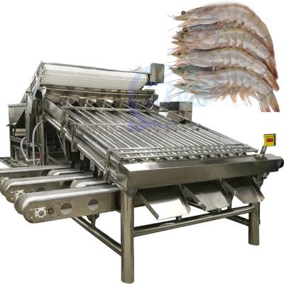 China Automatic shrimp sorting machine for shrimp peeling fresh prawn washing rolling sorting machine shrimp grader à venda
