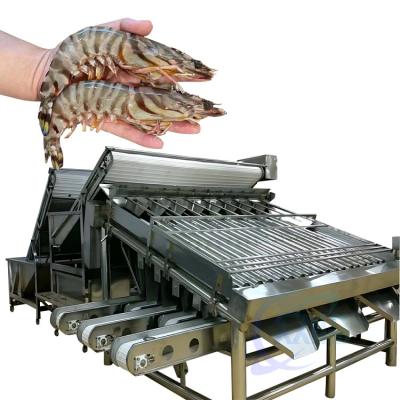 China Seafood Shrimp Processing Classifier Automatic Fast Fish Shrimp Size Classifier Shrimp Production Line Screening Machine en venta