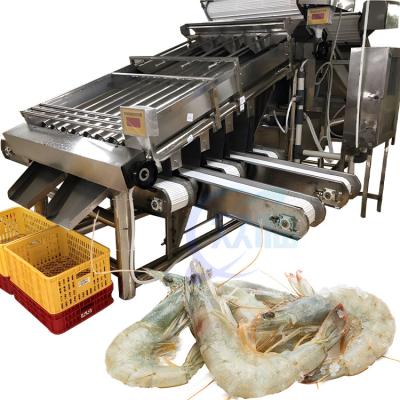 中国 Smart 304 stainless steel reliable shrimp sorting machine suitable for seafood industry shrimp sorting machine 販売のため