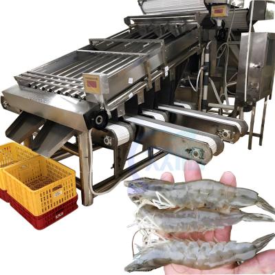 China Shrimp Separator High-precision shrimp sorting machine for seafood processing for sale