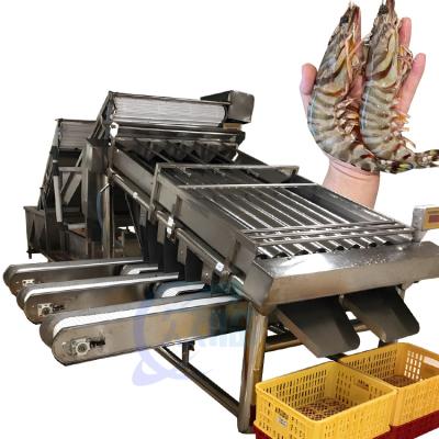 China Shrimp grading machine equipment Multi-stage sardine balam fish sorting machine en venta