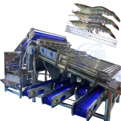China Shellfish sorting machine shrimp cleaning and sorting machine, automatic shrimp shell grinding, shelling and dethreading en venta