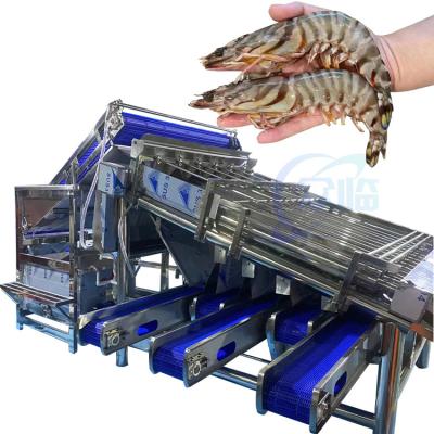 Chine Seafood Equipment Shrimp Peeling Machine Shrimp Shell Processing Machine Stainless Steel Roller Rapid Shrimp Grading Mac à vendre