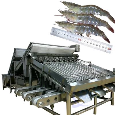 China Seafood and shrimp grading processing machine, shrimp and fish sorting machine, crayfish and shrimp grading machine à venda