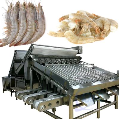 China Fully automatic food grade stainless steel shrimp 18-roller drum grader en venta