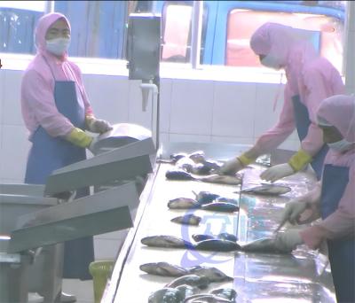 Cina Convogliatore per la lavorazione del pesce Linea di produzione della fabbrica di lavorazione del pesce Linea di produzione di descalcificazione del pesce Pelle di gatto in vendita
