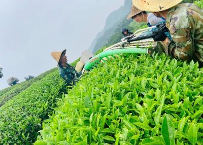 Китай Темнокоричневый чай Дахонпао - 2-3 года срок годности Температура приготовления 90-95°C продается