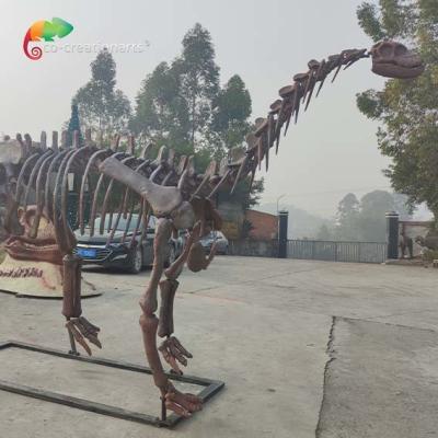 China CE Jurassic Park Dinosaur Skeleton Replica Shunosaurus Skeleton weather reistance for sale