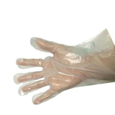 China 200 Micron 100% Compostable Biodegradable Disposable Gloves for sale