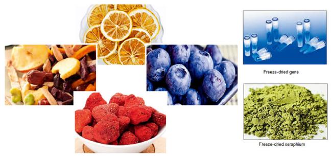 freeze drying fruit