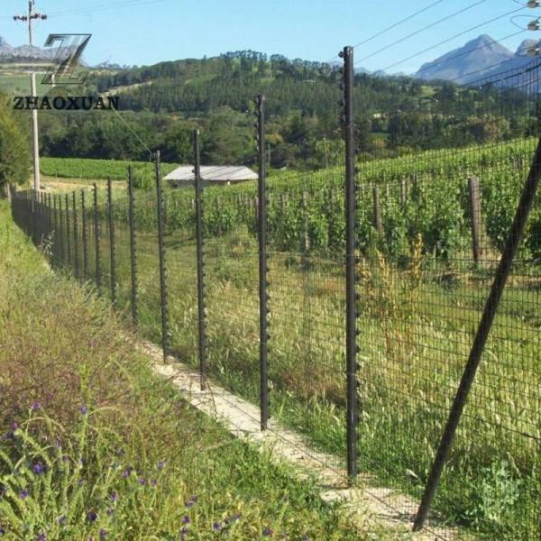 Quality Powder Coated Holland Welded Euro Fence With PVC Powders Dipped Coating for sale