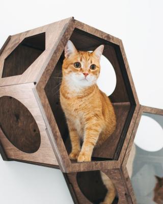 China Hexagon Modern Pet Furniture Cat Wall Shelf 50lb Bearing Cat Cave Bed Cat Climbing Frame for sale