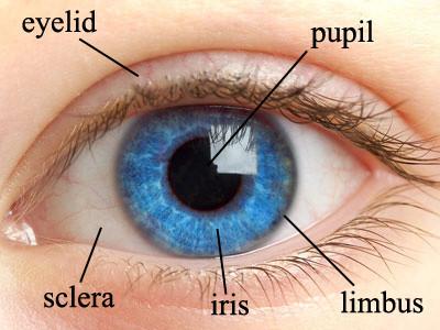 China Analizador biométrico del iris de la detección del ojo de la cámara del USB IR, gama de la captura del iris del 15-20cm en venta