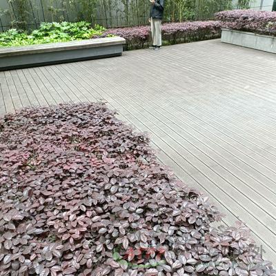 China Planilhas de terraço de madeira de bambu carbonizada para jardim ao ar livre à venda