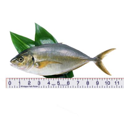 중국 Wintape Inches Waterproof Adhesive Tape With Large Marking For Fish Size Measuring 판매용