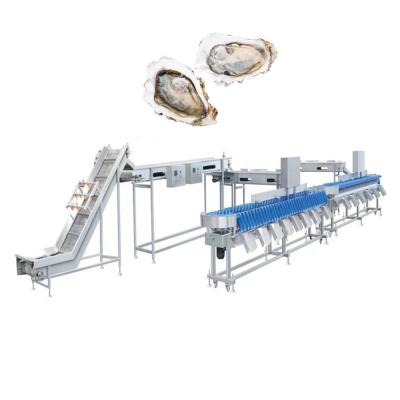 중국 Stable Performance Fish Processing Machine Crawfish Oyster Sorting Machine 판매용