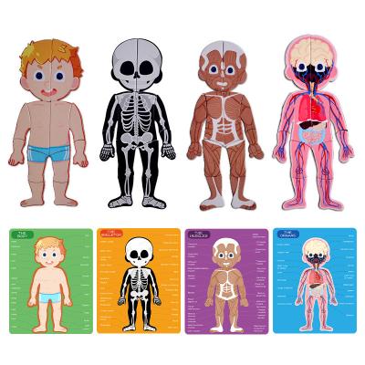 China Cognitive Magnetic Educational Jigsaw Toys Jigsaw Human Anatomy Body Puzzles Toys for sale