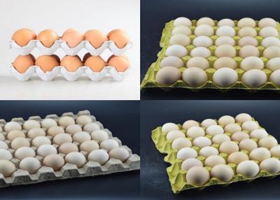China Cadena de producción del cartón del huevo de la bandeja del huevo del equipo del moldeado de la pulpa de la capacidad grande en venta