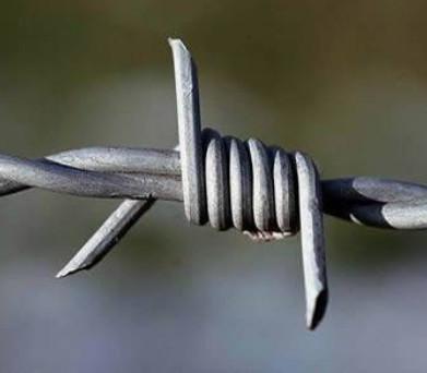 China Hot sell high quality 14x14 16x14 galvanized barbed wire for sale