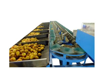 China BEST SELLING DRAGON FRUIT SORTING MACHINE for sale