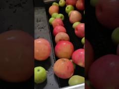 Fruit cleaning and choosing machine