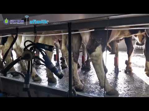 Milking machine |Parallel milking parlor is the first choice for  medium-sized farms|KLN Brand