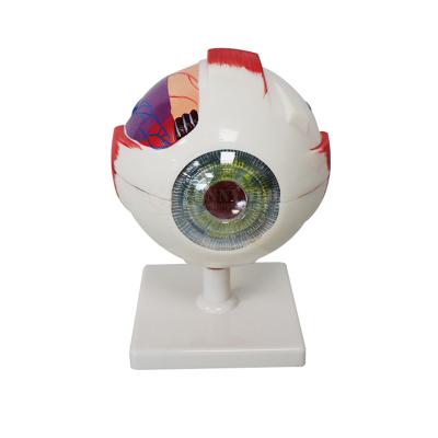 China Modelo Anatomy Ophthalmic Magnification do globo ocular do PVC 3 vezes à venda