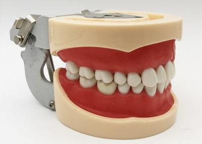 China La histología dental de los modelos de estudio de la resina, los dientes ortodónticos no tóxicos modela en venta