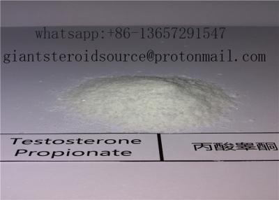 China Weight Loss Raw Steroid Hormone Testosterone Propionate Powder Injection Test Propionate for sale