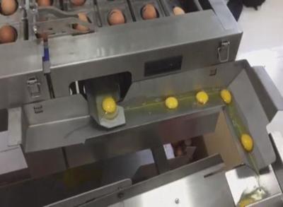 China automatic food processing machine breaks eggshell and separates yolk from egg white for sale