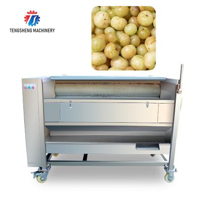 China Root Veg 1.5KW Commercial Potato Washer ,  Kiwifruit Lotus Root Potato Peeler Machine for sale