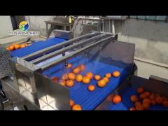 1500KG/H Orange Selection Fruit And Vegetable Processing Line