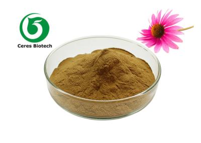 Cina Food Grade Echinacea Purpurea Extract Powder 4% Chicoric Acid in vendita