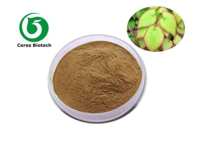 China Natural Horny Goat Weed Epimedium Extract Icariin 20% for Man Healthcare for sale