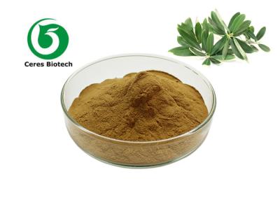 China Natural Herbal 10% - 80% Olive Leaf Extract Powder Oleuropein for sale