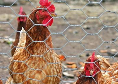 Chine Fil hexagonal galvanisé Mesh Netting For Feeding Chicken de BWG 12 et animaux familiers à vendre