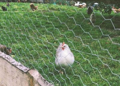 中国 3/4インチ19mmの鶏の網の塀のエレクトロは六角形のワイヤー ネットに電流を通した 販売のため