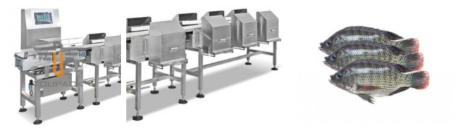 TOUPACK weight sorting machine in operation
