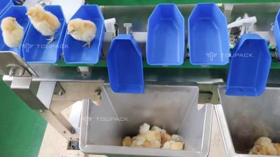 Κίνα Custom Scallop Abalone Chicken Weight Sorting Machine Automatic Fruit Dates Grading Machine προς πώληση