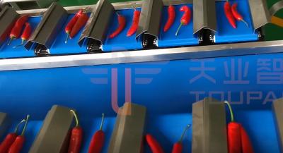 Κίνα Το CE εγκρίνει πολυ επικεφαλής Weigher ζωνών μεταφορέων για το πιπέρι αγγουριών προς πώληση
