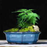 China Glazed Bonsai 30x23x10cm Blue Ceramic Indoor Plant Pots for sale