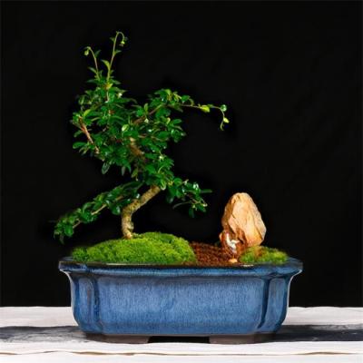 China Potes interiores de cerámica esmaltados manuales de los bonsais los 24cmx19cmx8cm en venta
