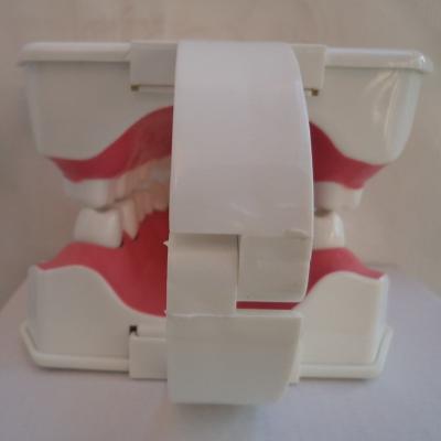 China OEM 2 Times Dental Materials Plastic Human Anatomy Model for sale