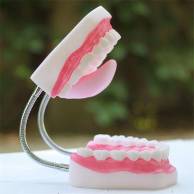 China Human Anatomical 6 Times 32 Teeth Dental Care Model for sale