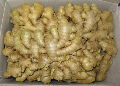 China Clean Washed Fresh Ginger 50g No Insect Pest , Enduring Stored for sale