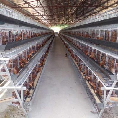 China Poultry Farm 5 Tiers Layer Chicken Cage 250 Birds Animal Battery for sale